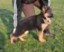 Pascha puppy in Gemany