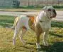 bailey iron tyson