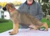 DAM; Jericho's Layla of Mi-Peg 2nd Litter