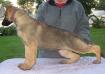 DAM: Jericho's Layla of Mi-Peg 2nd Litter