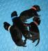 Hera's X2 2014 litter newborns