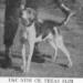 Night Champion (United Kennel Club) Texas Slim