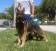 Sampson De L'Avia