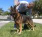 Sampson De L'avia & Gino