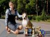 dog show "Kievskie Vstrechi-2014".