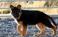 Gjósku Rosi-Loki in Iceland