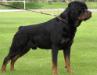 Zorba Earl Antonius