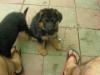 6 weeks old