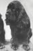 Earlswood Rex