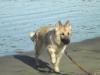 Sage at the beach