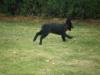 ben as a pup