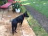 Balo(Baudin) Puppyhood