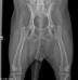 3 year OFA xray