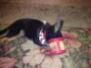 Balo (Baudin) Puppyhood
