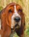 Wise basset