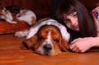  Marilyn Magic Fire basset Hound