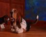  Marilyn Magic Fire basset Hound