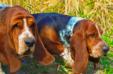  Marilyn Magic Fire basset Hound