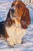  Marilyn Magic Fire basset Hound