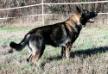 Fuchs at 21 months - Profile 2