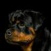 Ciana Von Heidelberg @ BET Rottweilers