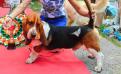Marilyn Magic Fire basset Hound