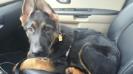 Jerland&#x27;s Journey II &#x2F;Cliffside&#x27;s Timber male pup
