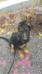 Jerland&#x27;s Journey II &#x2F;Cliffside&#x27;s Timber male pup