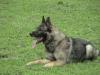 breeding male GSD