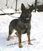 breeding female working GSD