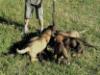 breeding female working GSD