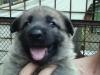 breeding female working GSD