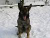 GSD breeding female 