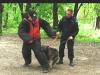 Ring training GSD