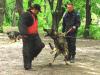 Ring training GSD