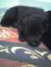 GSD puppies whith Kamal Va-Pe