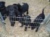 GSD puppies from Kamal Va-Pe breeding
