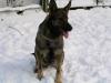 breeding german shepherd female