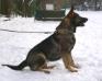 breeding german shepherd female