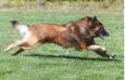 Lure Coursing