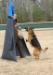 Hold & Bark