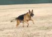 Galloping!