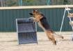 The SchH Hurdle Jump