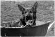Tazer "in the barrel"