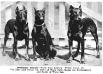 Marga vom Parthengrund Joffre of White Gate &amp; Daddy of White Gate (From: Duetsch-Amerika)