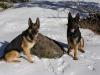 Bax and Baden