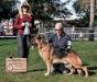 Ch. Kappo von Eisenwerk, be awarded a 4pt Major Select win, at a specialty hosted by the Grand Canyon German Shepherd Dog Club. Dec 2015