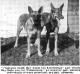 South Bay Bodo v Weissenburg &amp; Annie vom Lerchenrain, an Imported Brace Pair of unbeaten Winners