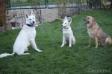 me and my Familie... (Brix, Baby Alina and my "Frind" Grischka)