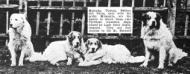 Milanollo Dogs Gallery (~1918)